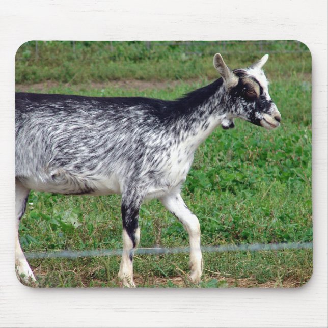 Amish Goat Mousepad (Vorne)
