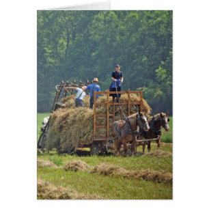 Amish Heuernte