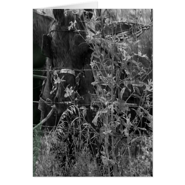 Amish Horse Black and White Grunge (Vorne)