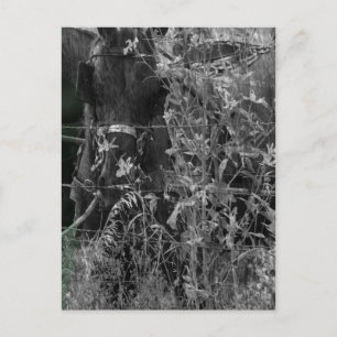 Amish Horse Black and White Grunge Postkarte