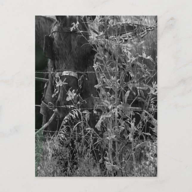 Amish Horse Black and White Grunge Postkarte (Vorderseite)