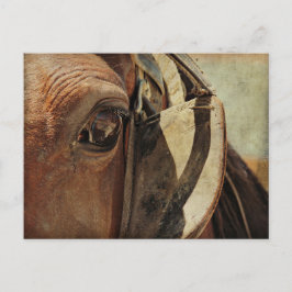 Amish Horse Eye Postkarte