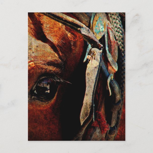 Amish Horse Eye Postkarte (Vorderseite)