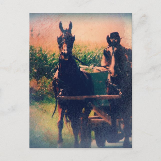 Amish Horse Team Postkarte (Vorderseite)