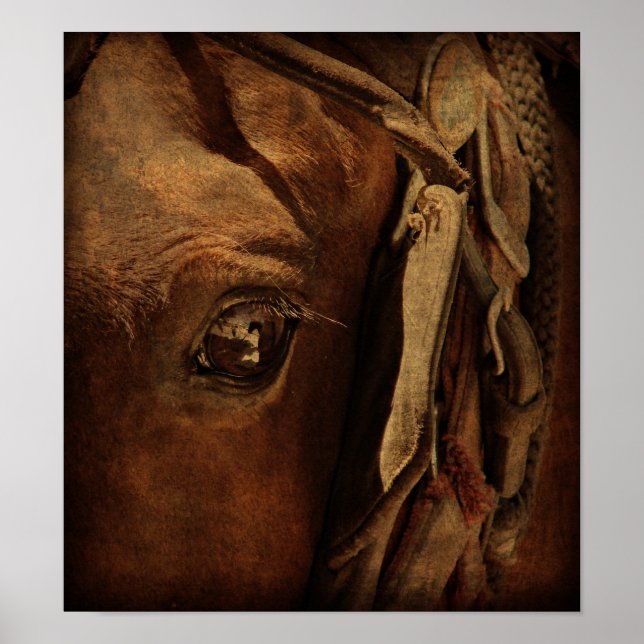 Amish Horse's Eye Poster (Vorne)