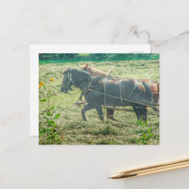 Amish Horses Mowing Hay Postkarte (Vorderseite/Rückseite Beispiel)