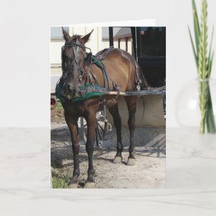 Amish-Pferd am Hitching Post Karte