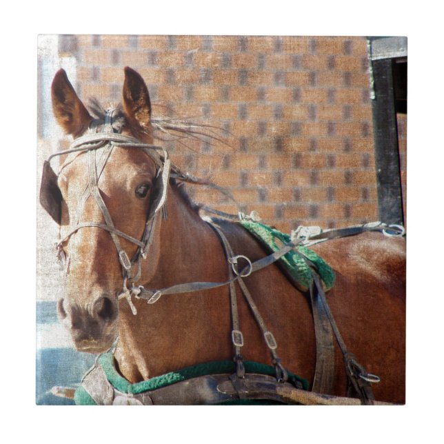 Amish Pferd Fliese (Vorderseite)
