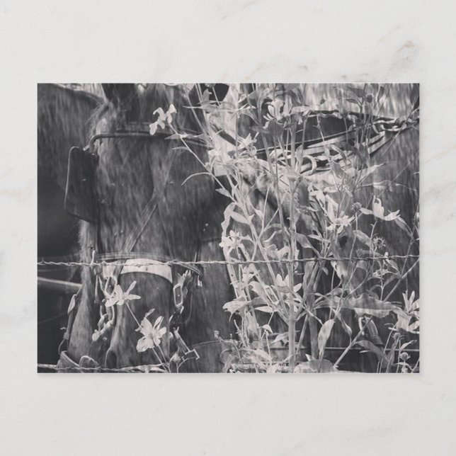 Amish Pferd in Schwarz und Weiß Grunge Postkarte (Vorderseite)