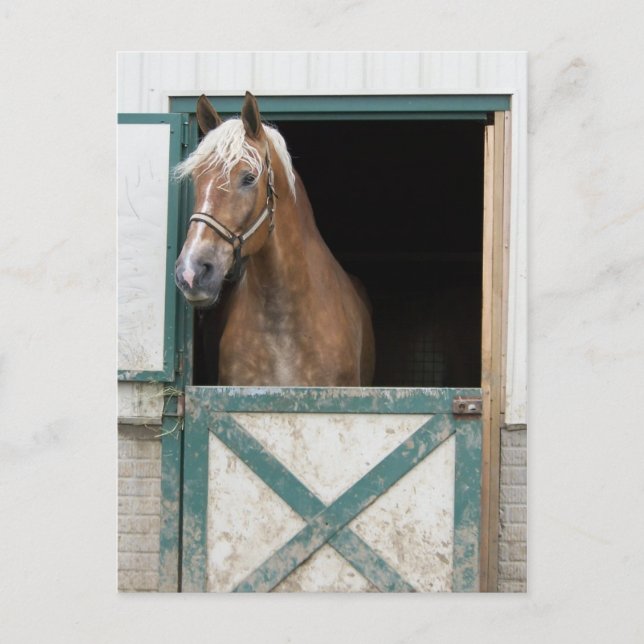 Amish Pferd Postkarte (Vorderseite)