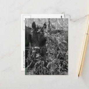 Amish-Pferd und Buggy Schwarz und Weiß Sommer Postkarte