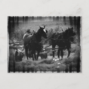 Amish Pferde in der Hay Field Working Postkarte