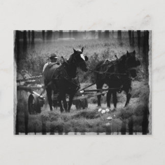 Amish Pferde in der Hay Field Working Postkarte