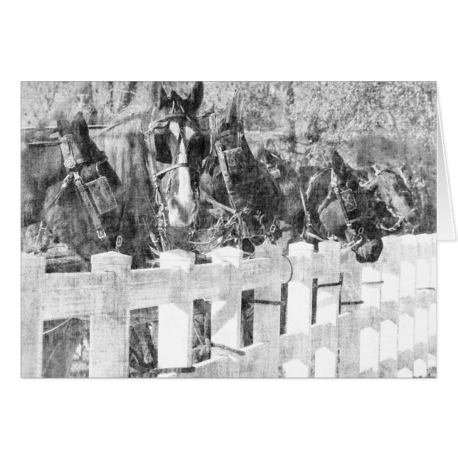 Amish Pferde schwarz-weiß (Vorderseite (Horizontal))