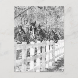 Amish Pferde schwarz-weiß Postkarte