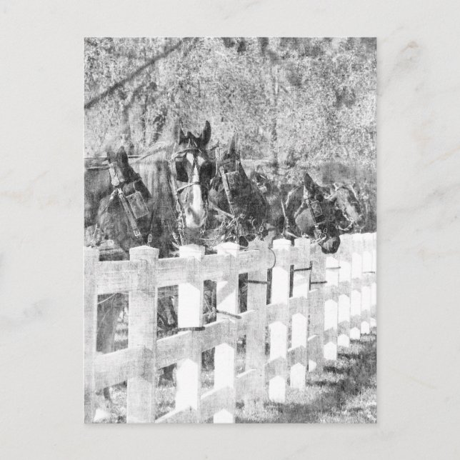 Amish Pferde schwarz-weiß Postkarte (Vorderseite)