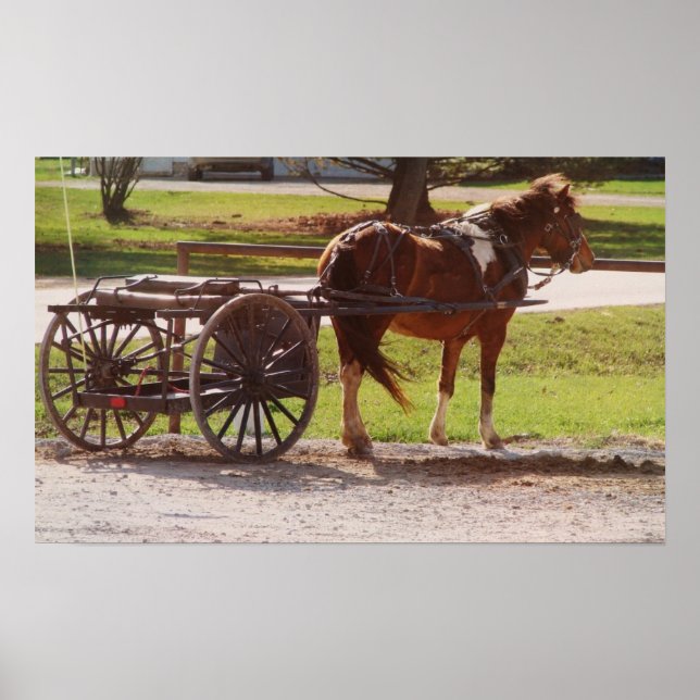 Amish Pony Cart Poster (Vorne)
