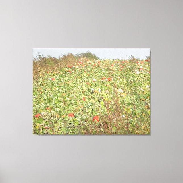 Amish Pumpkin Patch Fotografie Wall Art Leinwanddruck (Vorderseite)