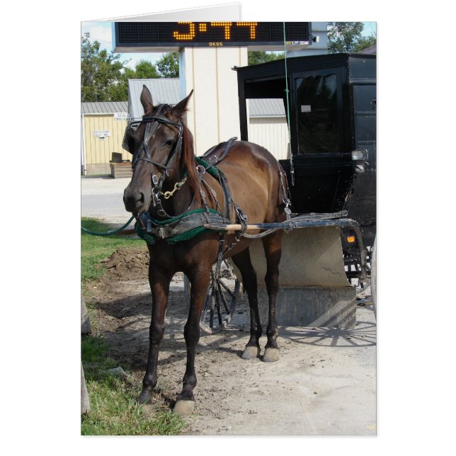 Amish Ross und Buggy Lebensmittelgeschäft Stopp (Vorne)