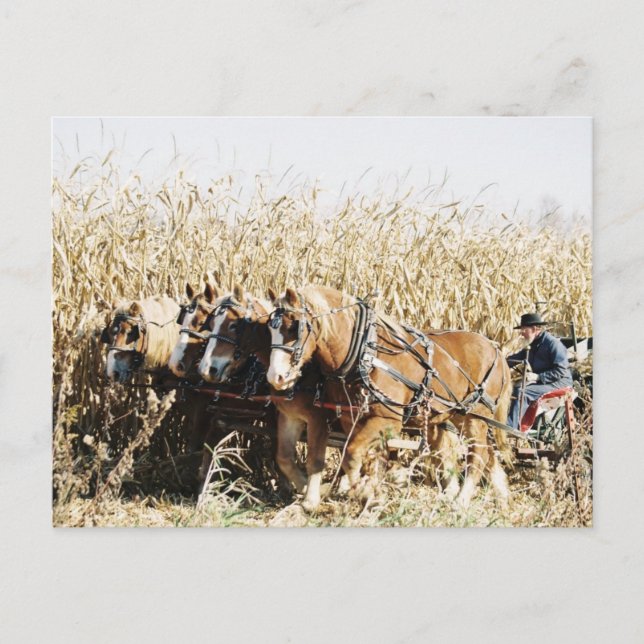 Amish Team Harvesting Corn Postkarte (Vorderseite)