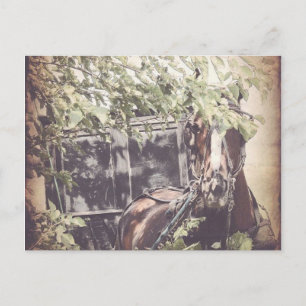 Amish Warten Horse Postkarte