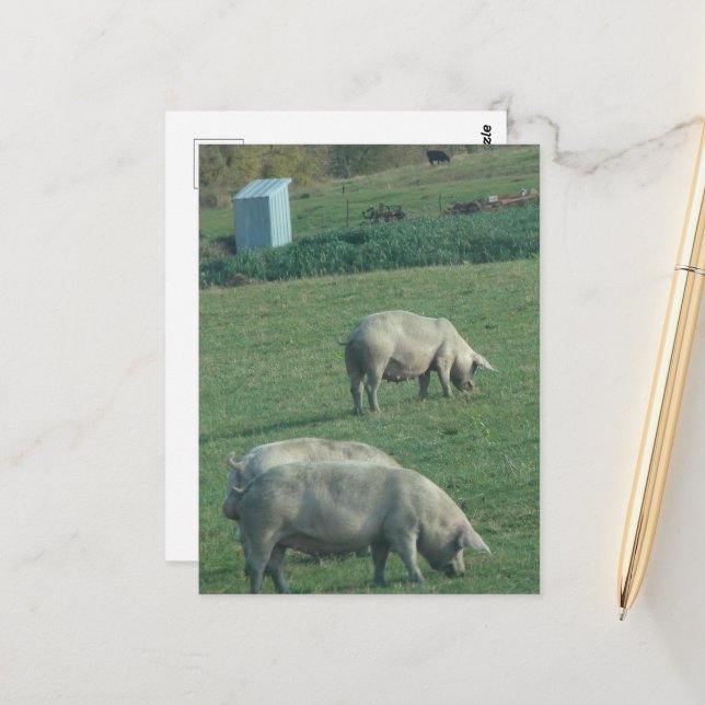 Amish-Weide-Schweine Postkarte (Vorderseite/Rückseite Beispiel)