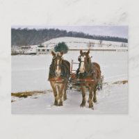 Amish Winter Draft Horses Postcard