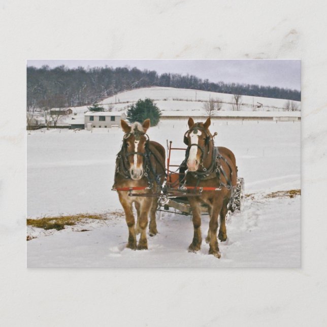 Amish Winter Draft Horses Postcard Postkarte (Vorderseite)