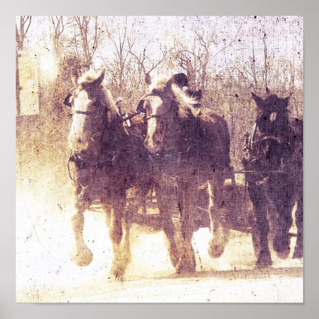 Amish Working Horses in Iowa Poster (Vorne)