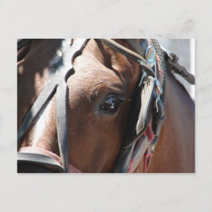 Amishches Pferd Postkarte