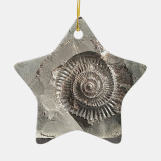 Ammoniak aus Dactyliocera Keramik Ornament