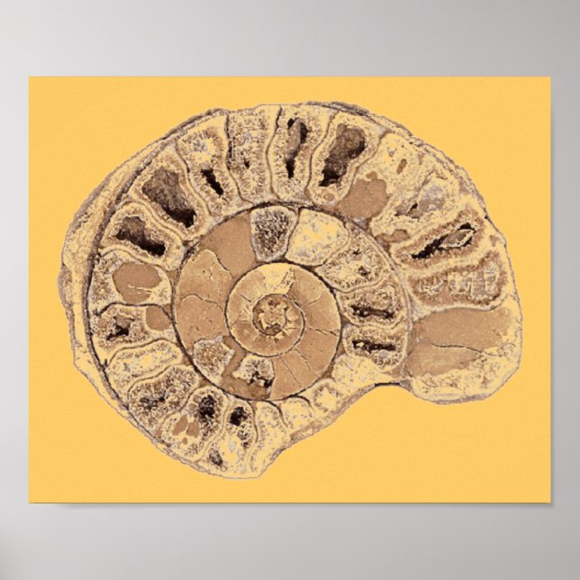 Ammonit (Fossil) Poster (Vorne)
