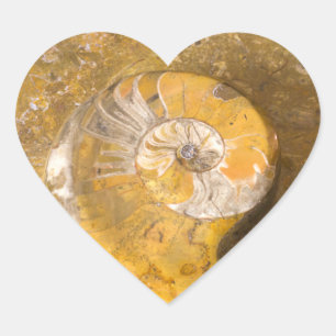 Ammonit und andere Fossilien in Rockfotografie Herz-Aufkleber