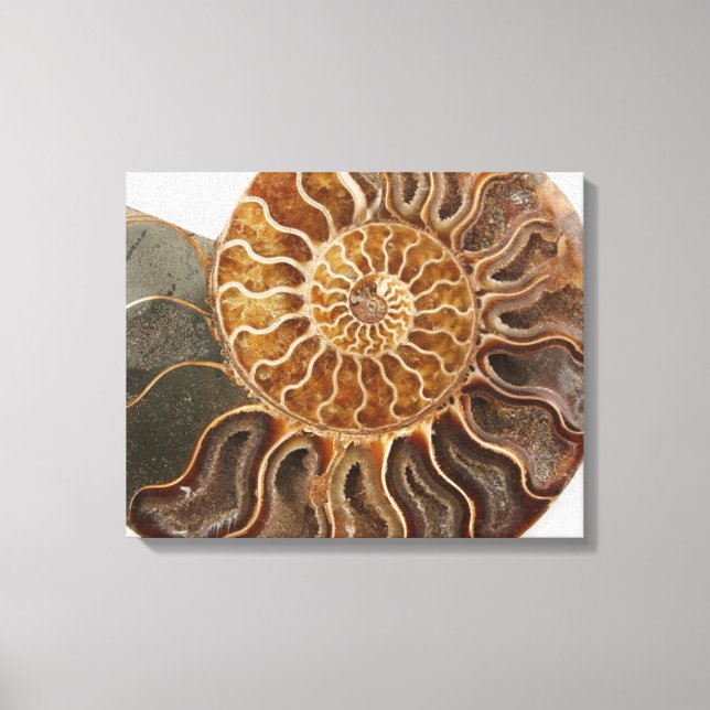 Ammonite Art Print Leinwanddruck (Vorderseite)