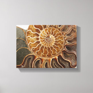 Ammonite Art Print Leinwanddruck