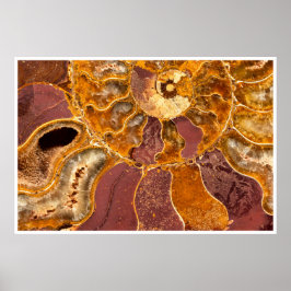 Ammonite Fossil Close-Up Print Ancient Marine Art Poster