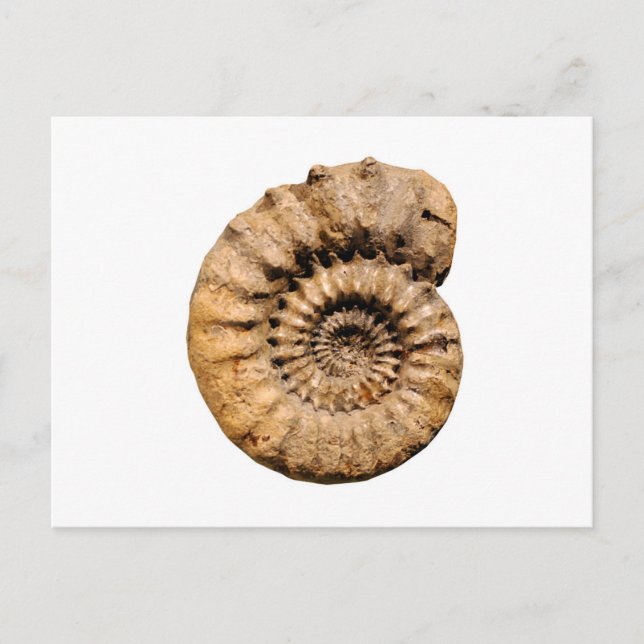 Ammonite Fossil Postkarte (Vorderseite)