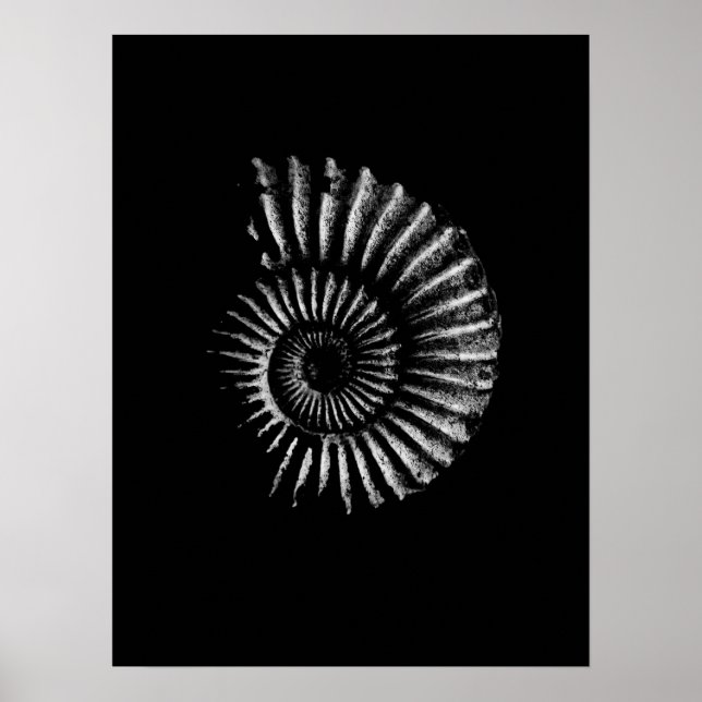 Ammonite White über Black Poster (Vorne)