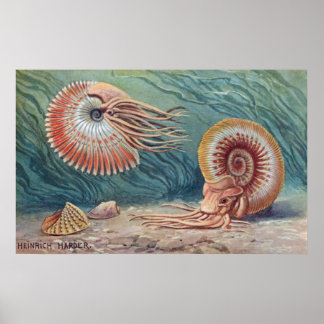 Ammonites Poster