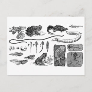 Amphibien-Evolution Postkarte