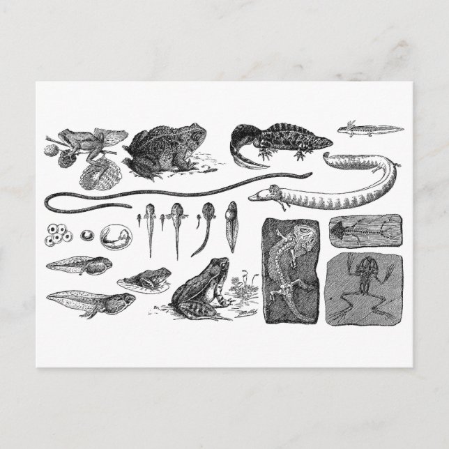Amphibien-Evolution Postkarte (Vorderseite)