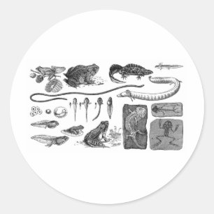 Amphibien-Evolution Runder Aufkleber