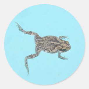 Amphibienaufkleber 02 runder aufkleber