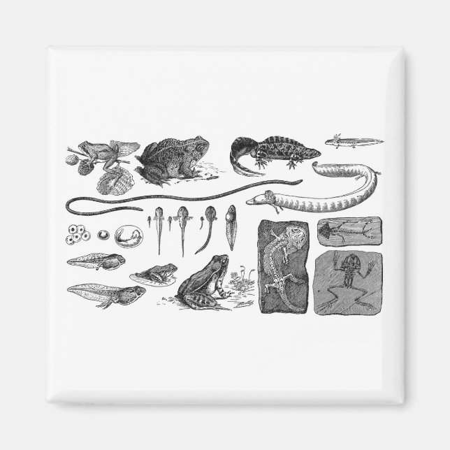 Amphibische Evolution Magnet (Vorne)