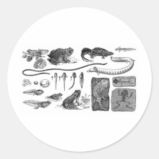Amphibische Evolution Runder Aufkleber