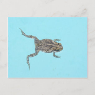 Amphibische Postkarte 02