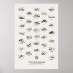 Amphibische Säugetiere - Naturalist's Library Poster