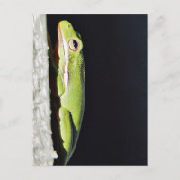 Amphibischer Frosch-Grünfrosch an der Mauer
