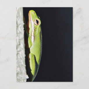 Amphibischer Frosch-Grünfrosch an der Mauer Postkarte