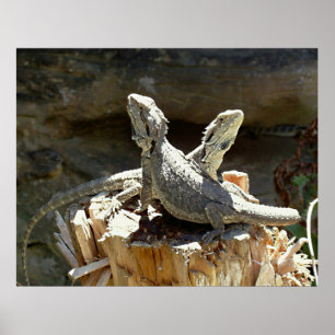 Amphion und Zethus Poster